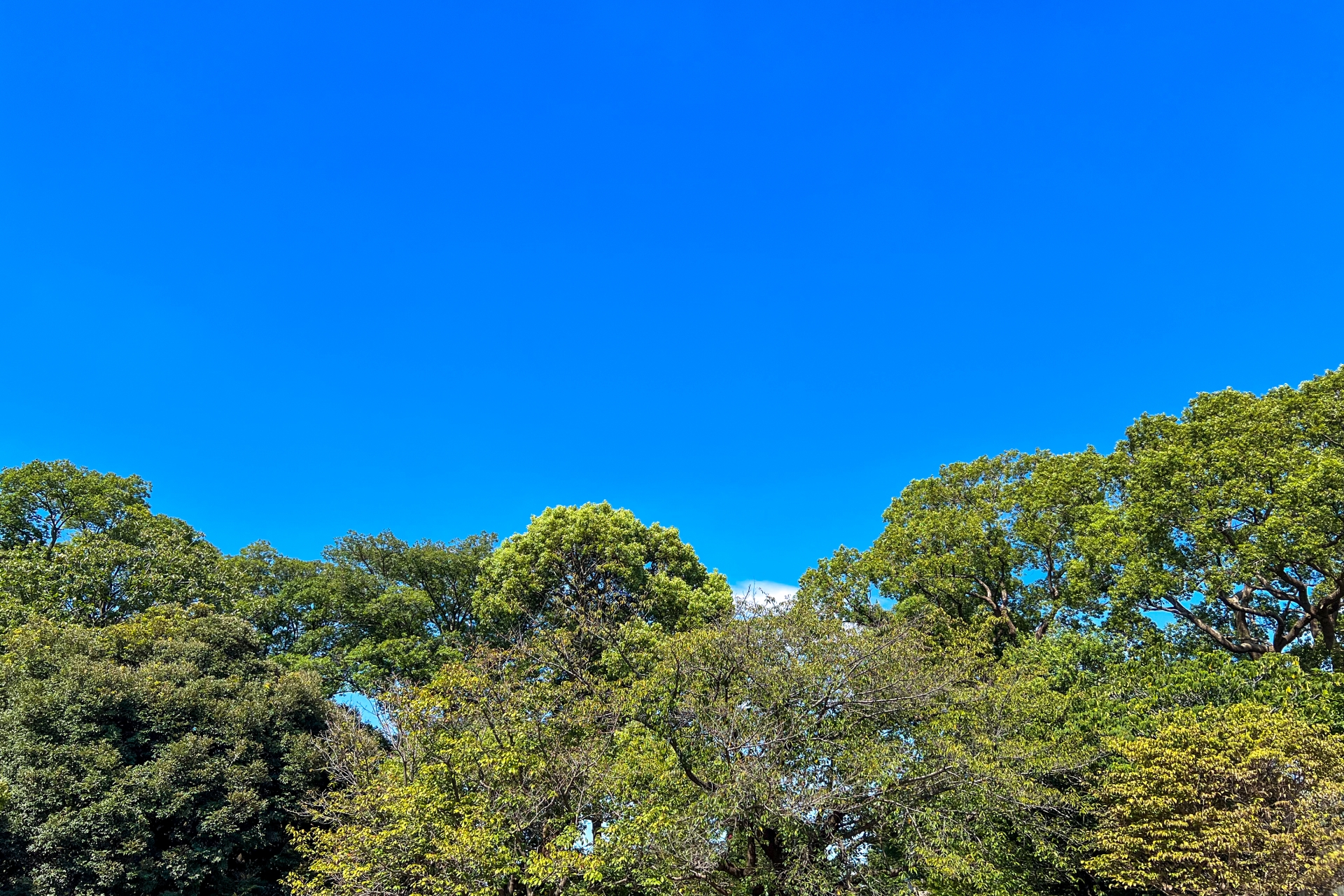 後ろに山がある土地は安全？リスクと対策を知ろう