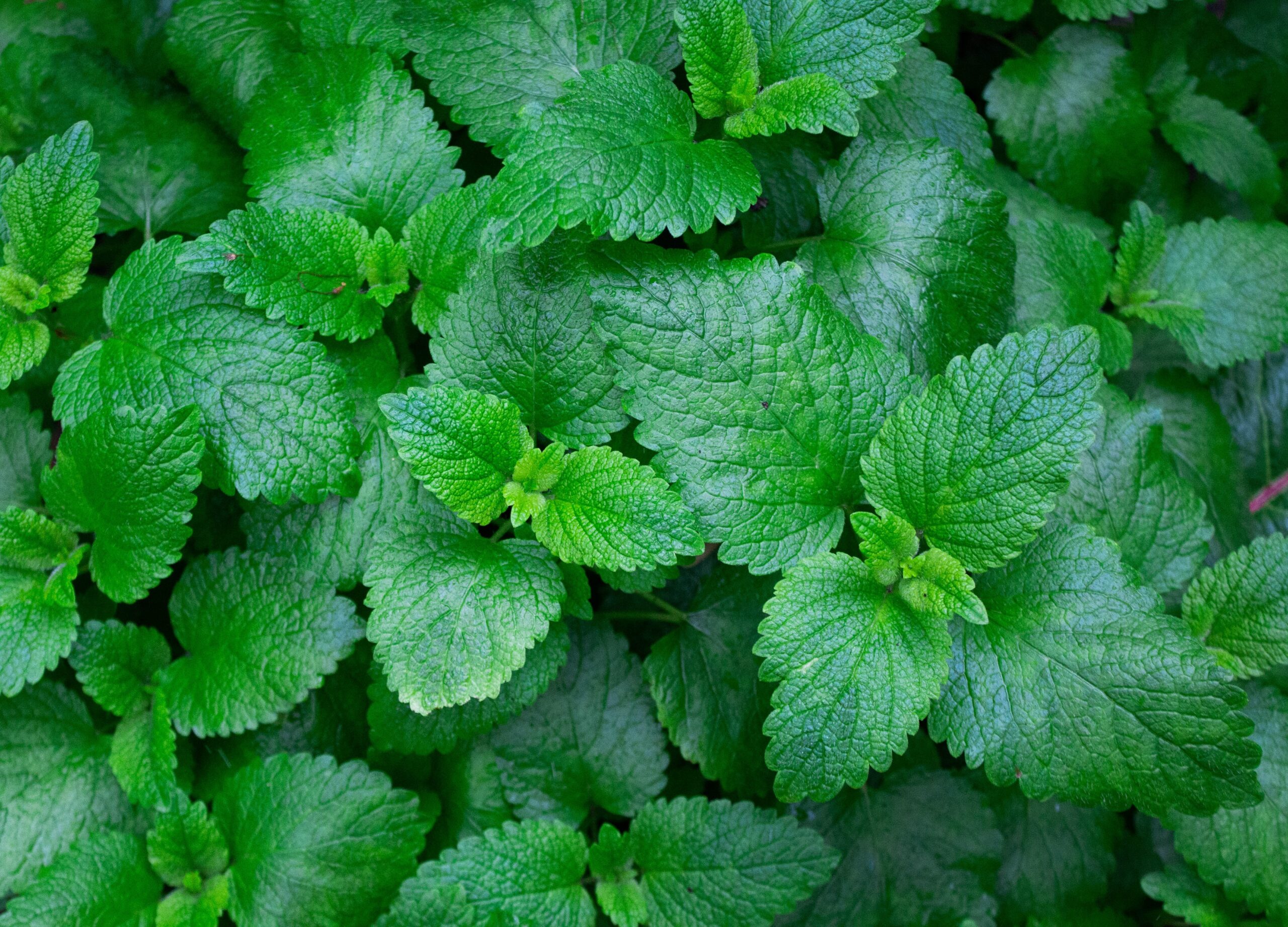 害虫を侵入させない・発生させない！新築における防虫対策とは