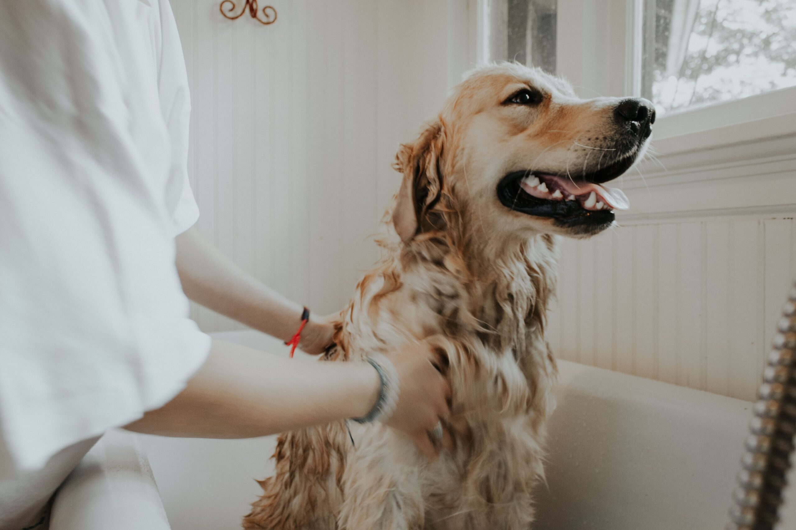 ペットと暮らす家とは？注文住宅ならペットトイレもキャットウォークも思いのまま