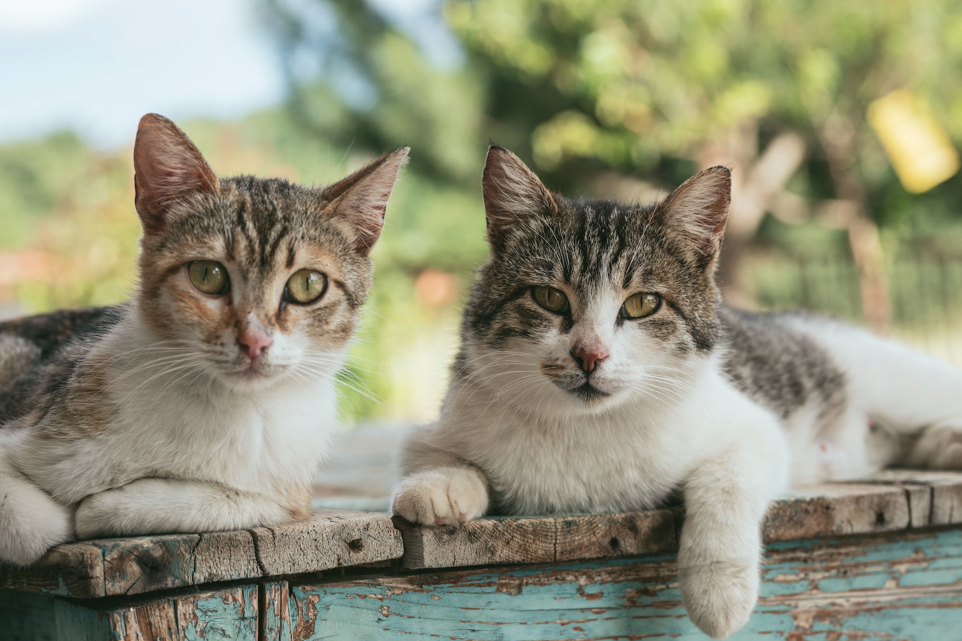 猫のいたずらを防ぐ！猫の侵入を防止するための対策とは