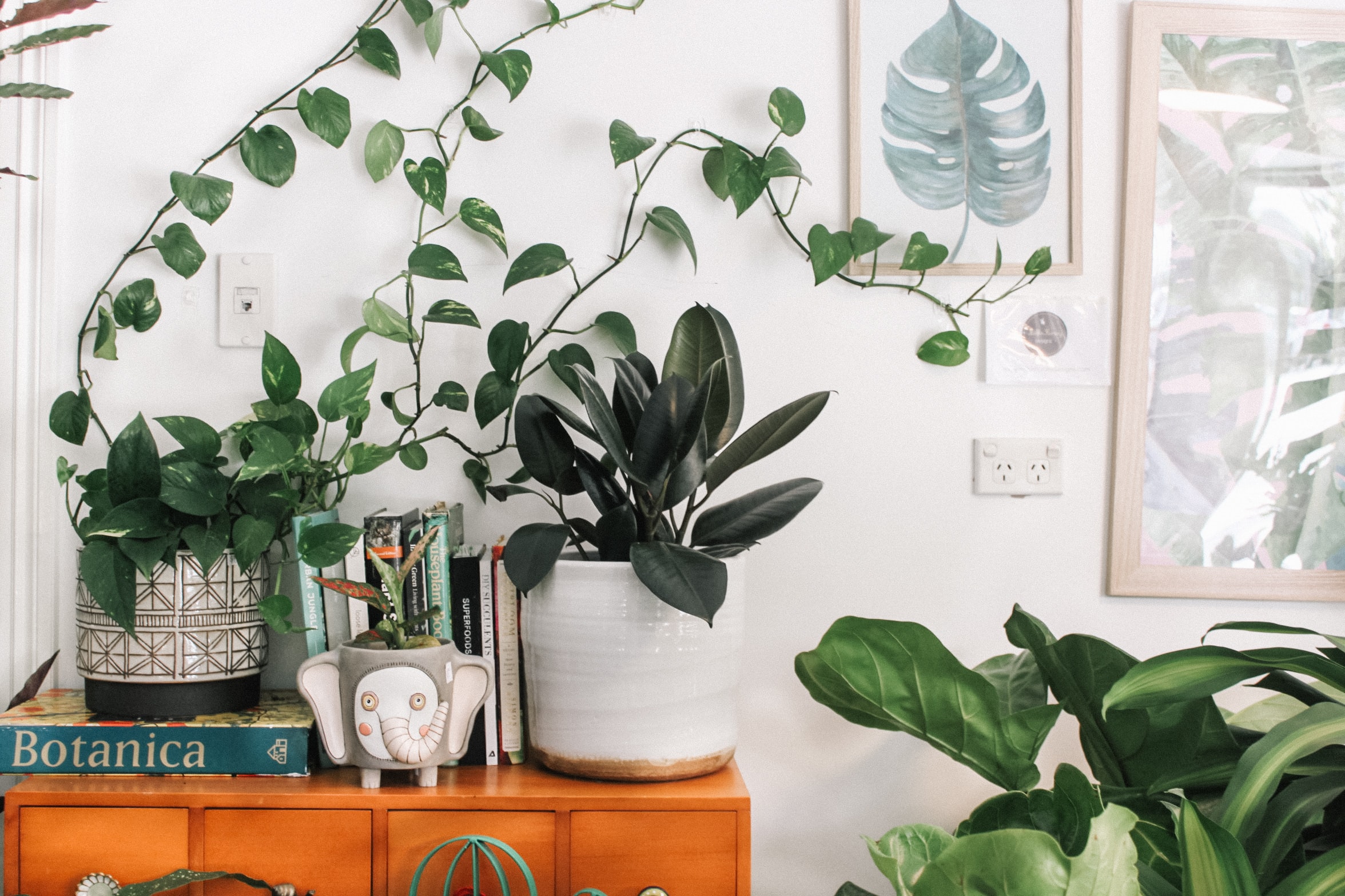 緑のある家を建てよう!観葉植物を育てる4つのメリットとは