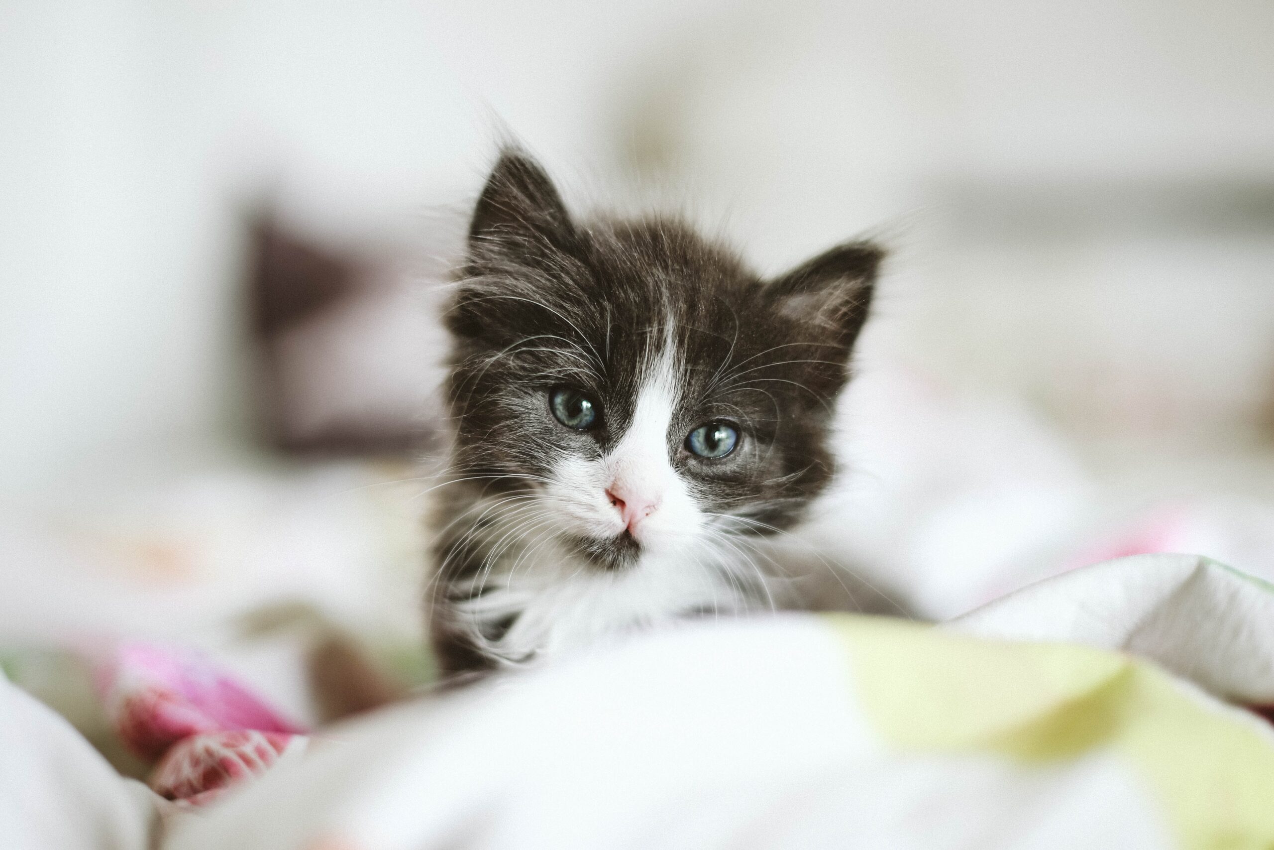 猫はなぜカーテンに登る？その理由と対策を知ろう
