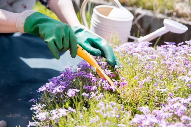 植栽が向いている人・向いていない人って？
