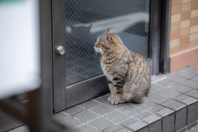 ペットドアの主な種類【設置場所編】