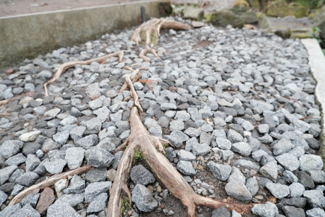 桜の根は本当に強い？特徴を正しく理解しよう