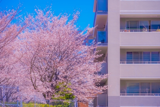 注文住宅の庭に桜は植えられる？根の特徴と後悔しないためのポイント