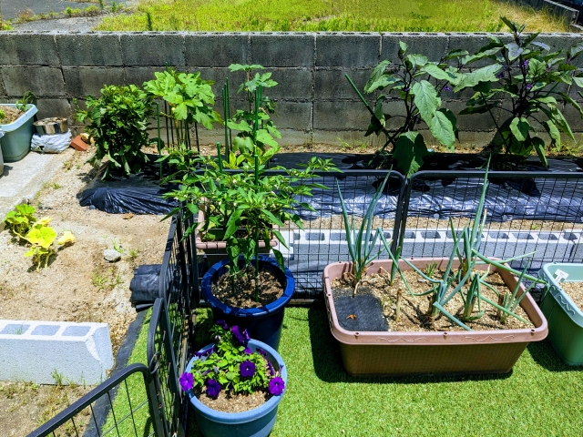 屋外で本格的な家庭菜園を楽しむ方法と特徴